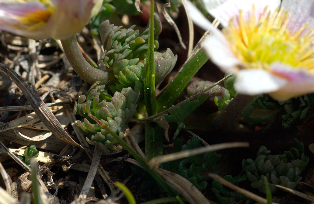 Callianthemum kerneranum / Ranuncolo di Kerner