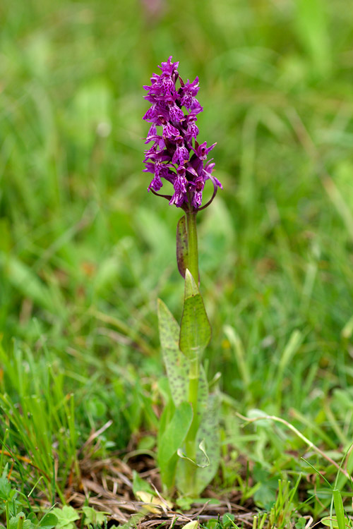 Orchidea vicino Passo Gardena