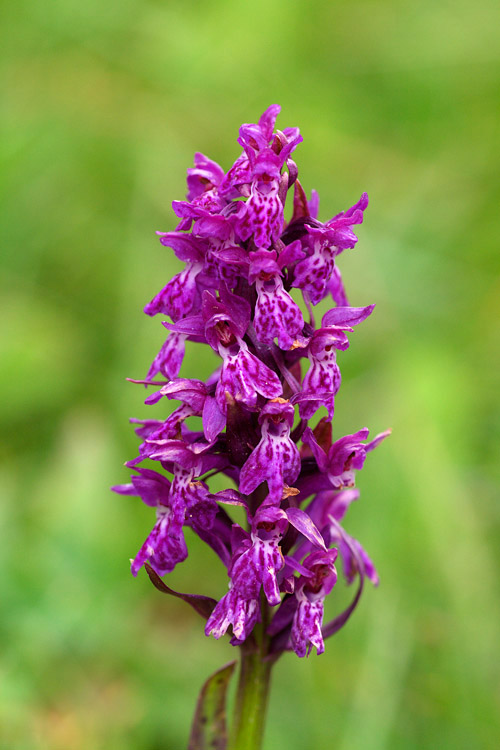 Orchidea vicino Passo Gardena