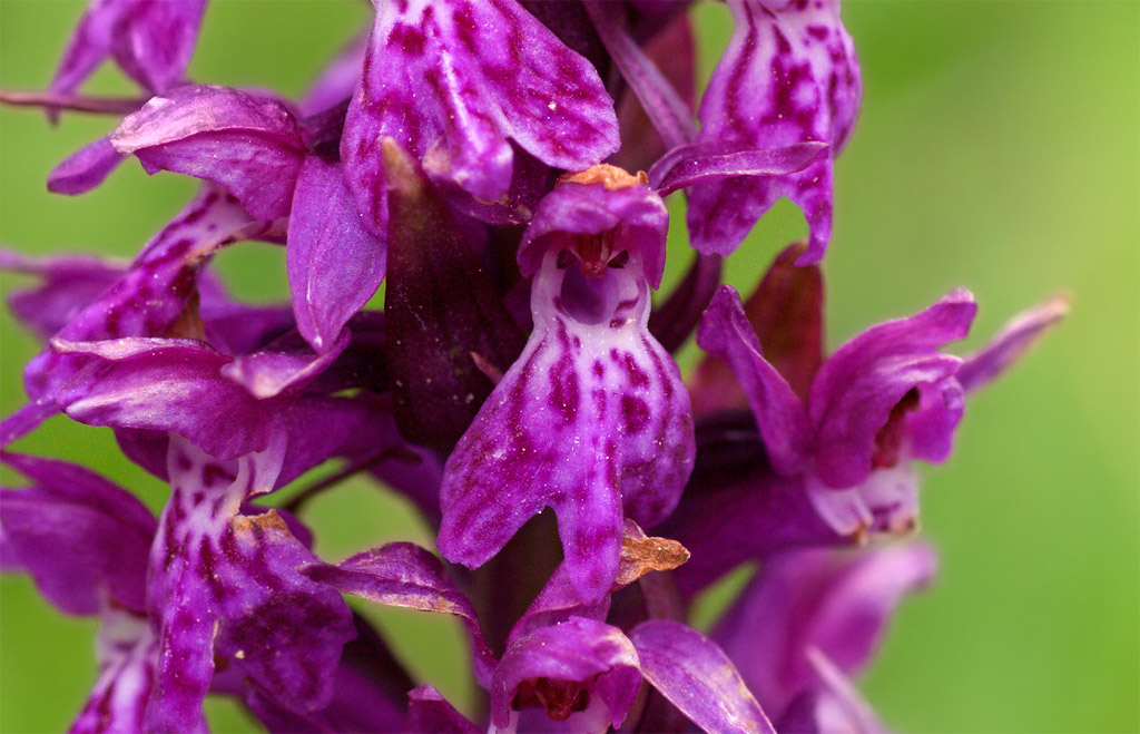 Orchidea vicino Passo Gardena