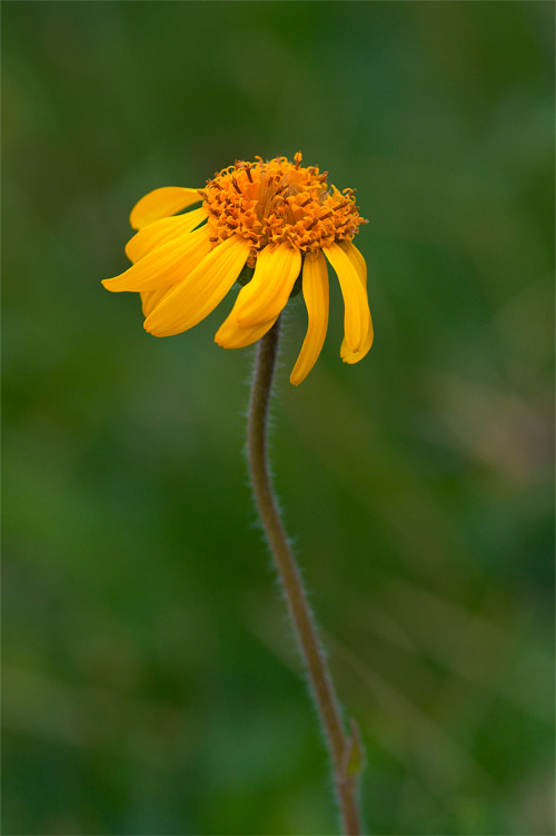 Arnica montana / Arnica