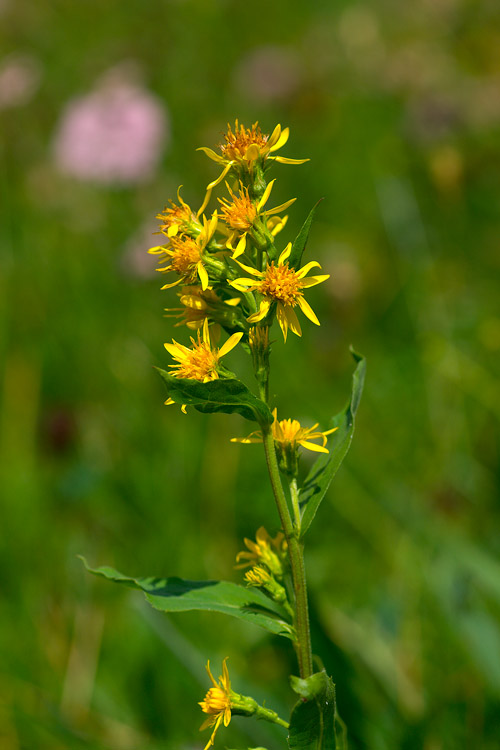 Solidago virgaurea