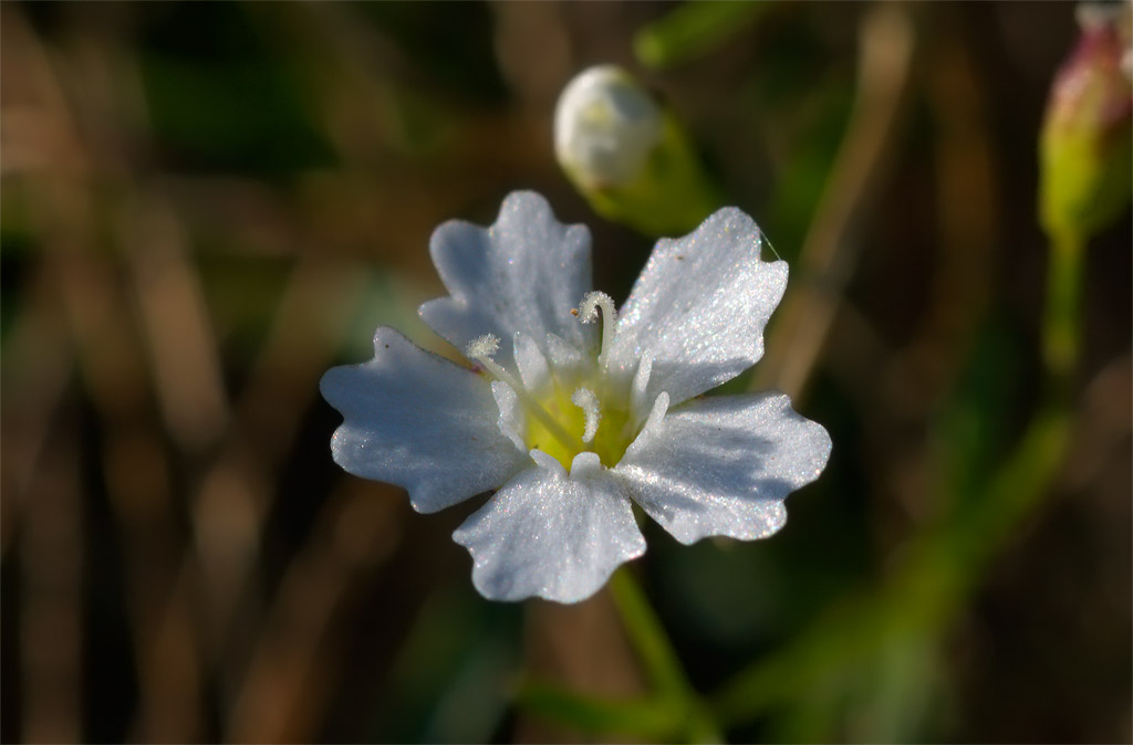 Fiorellini bianchi dell''Alta Badia - Silene pusilla