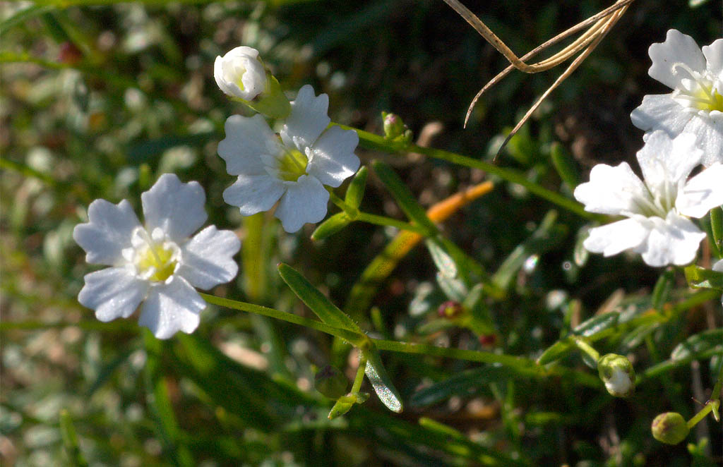 Fiorellini bianchi dell''Alta Badia - Silene pusilla