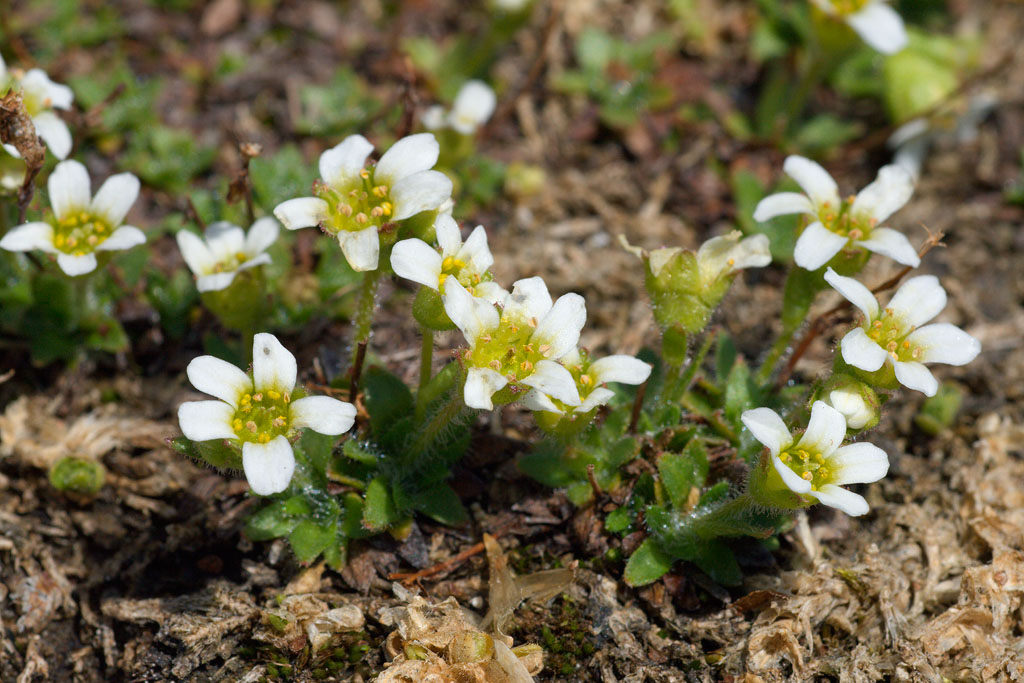 Saxifraga androsacea / Sassifraga rosulata