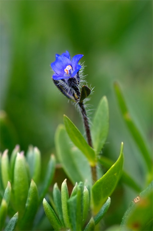 Micro-fiorellino blu, Dolomiti. Veronica sp.