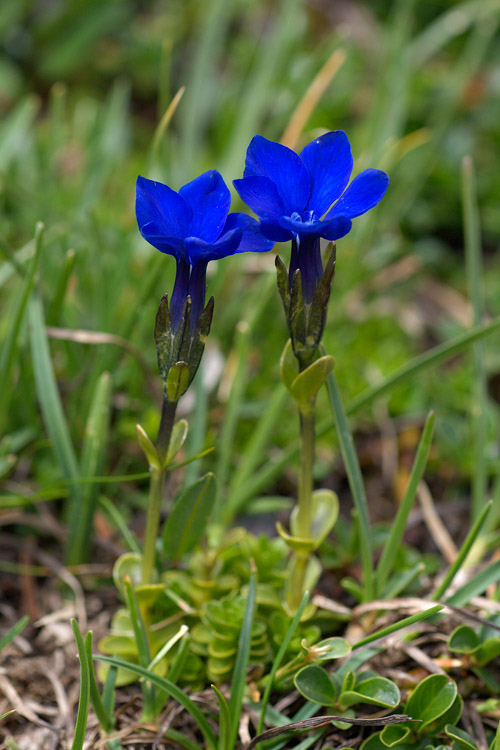 Gentiana orbicularis / Genziana a foglie rotonde