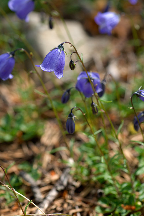 Campanula scheuchzeri