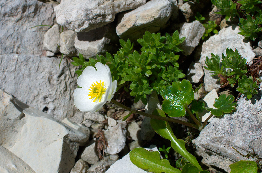 Ranunculus alpestris / Ranuncolo alpestre