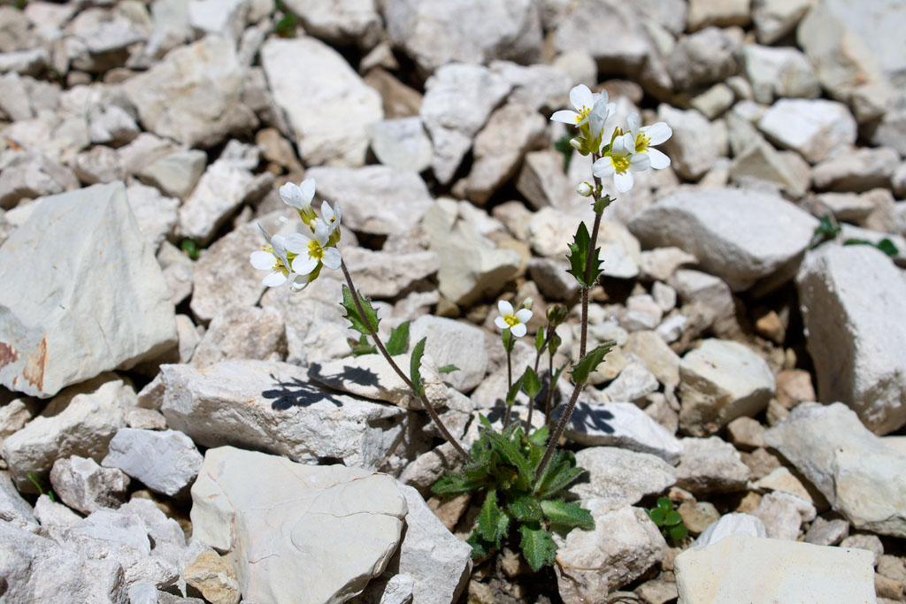 Arabis alpina subsp. alpina / Arabetta alpina