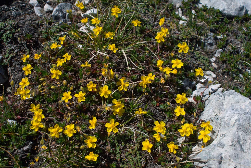 Alto Adige - Helianthemum oelandicum