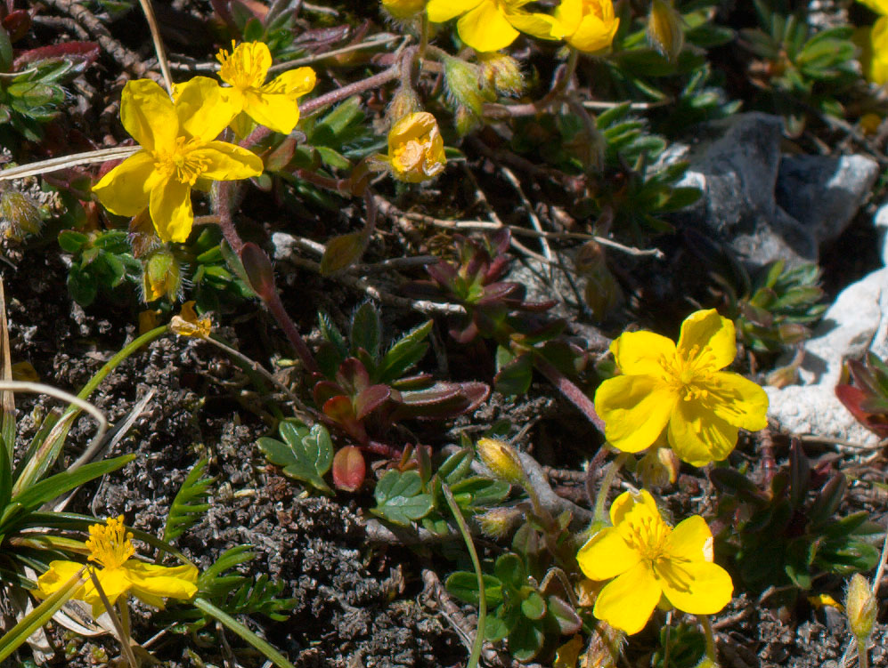 Alto Adige - Helianthemum oelandicum