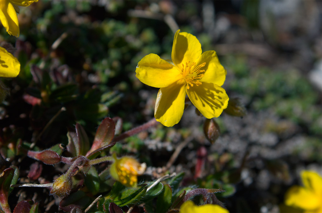 Alto Adige - Helianthemum oelandicum