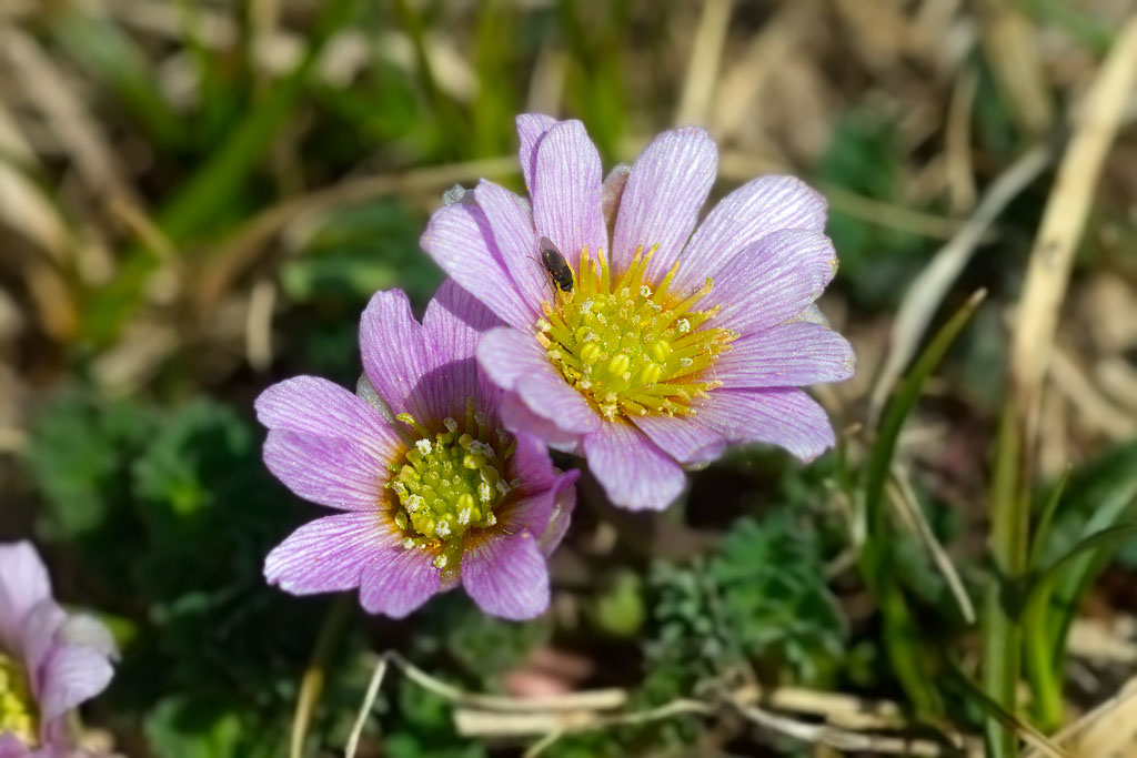 Callianthemum kerneranum / Ranuncolo di Kerner