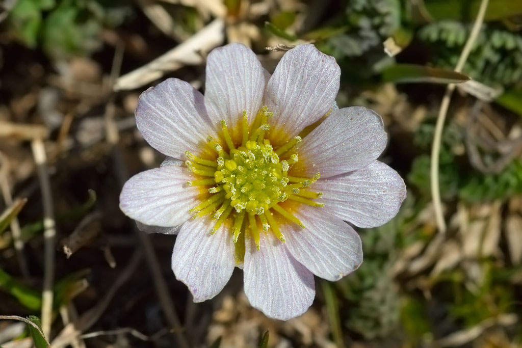 Callianthemum kerneranum / Ranuncolo di Kerner