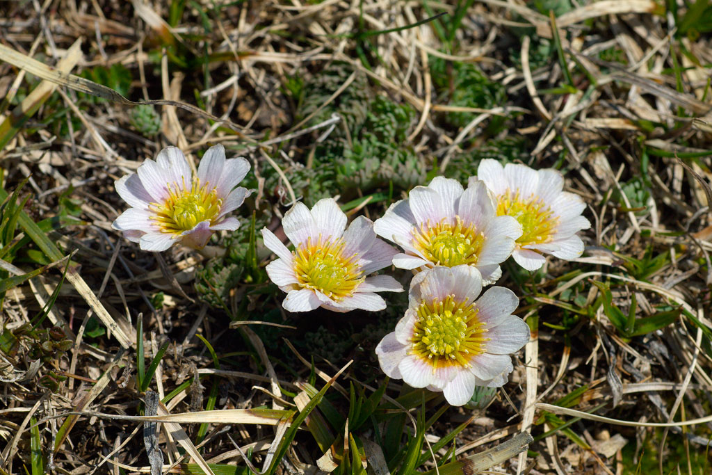 Callianthemum kerneranum / Ranuncolo di Kerner