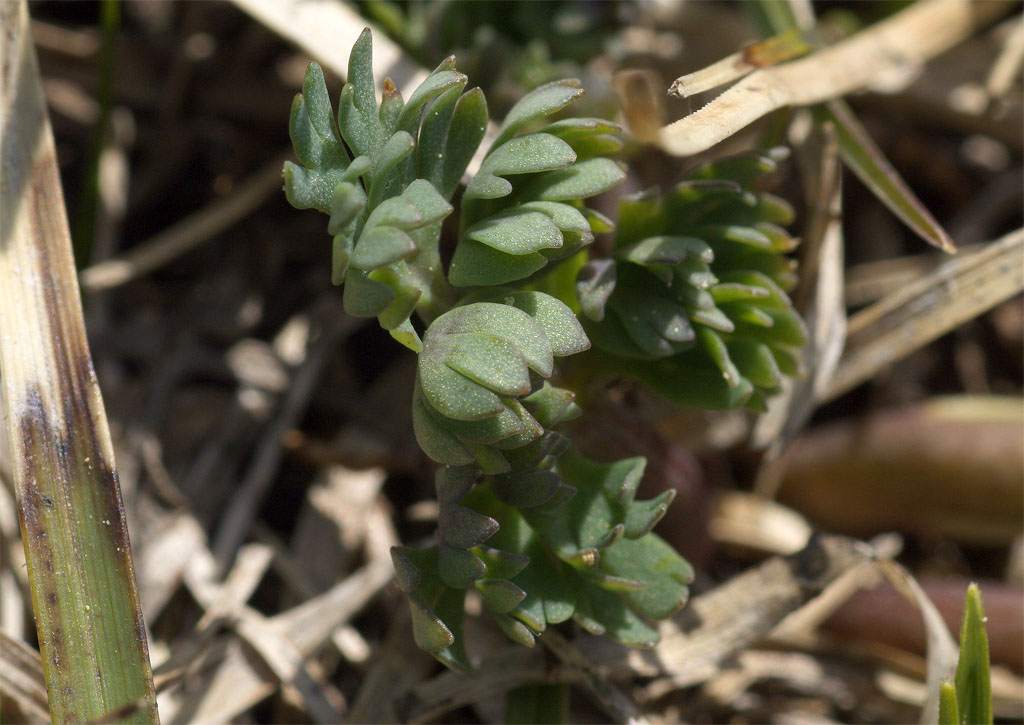 Callianthemum kerneranum / Ranuncolo di Kerner