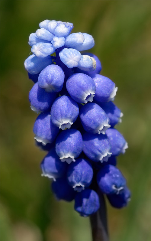 Buffi fiori del Monte Baldo - Muscari botryoides?