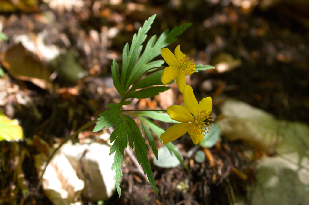 Monte Baldo - Anemonoides ranunculoides