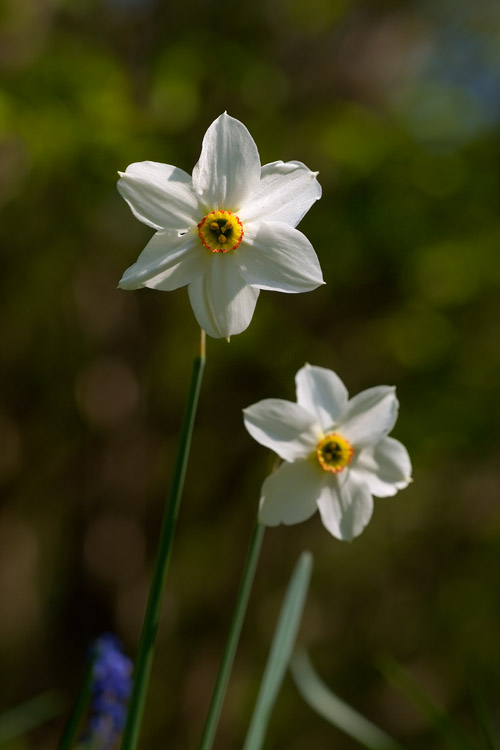 Narcisuss Poeticus del Monte Baldo