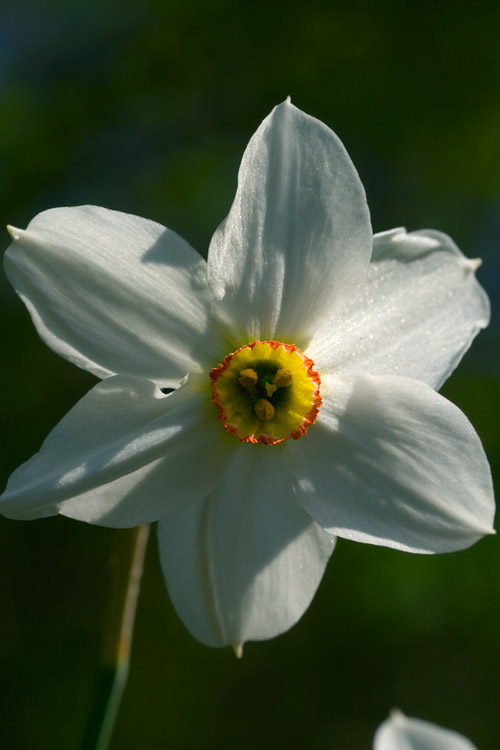 Narcisuss Poeticus del Monte Baldo