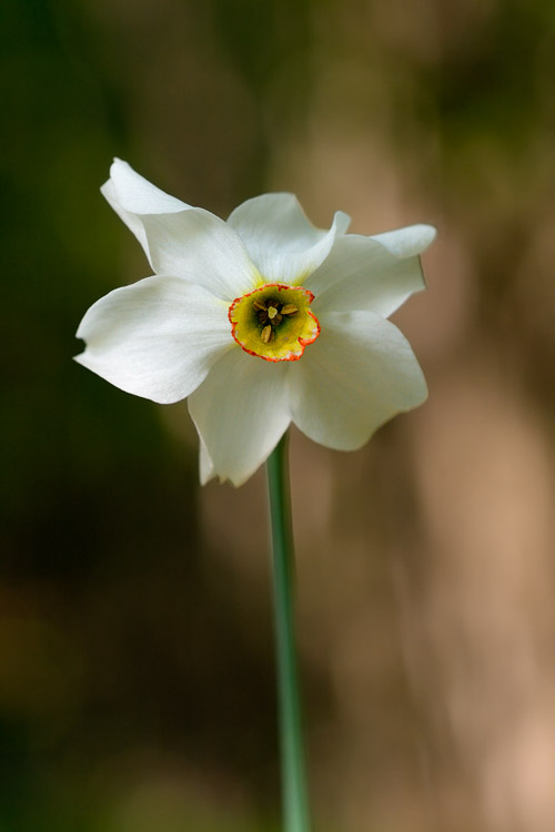 Narcisuss Poeticus del Monte Baldo