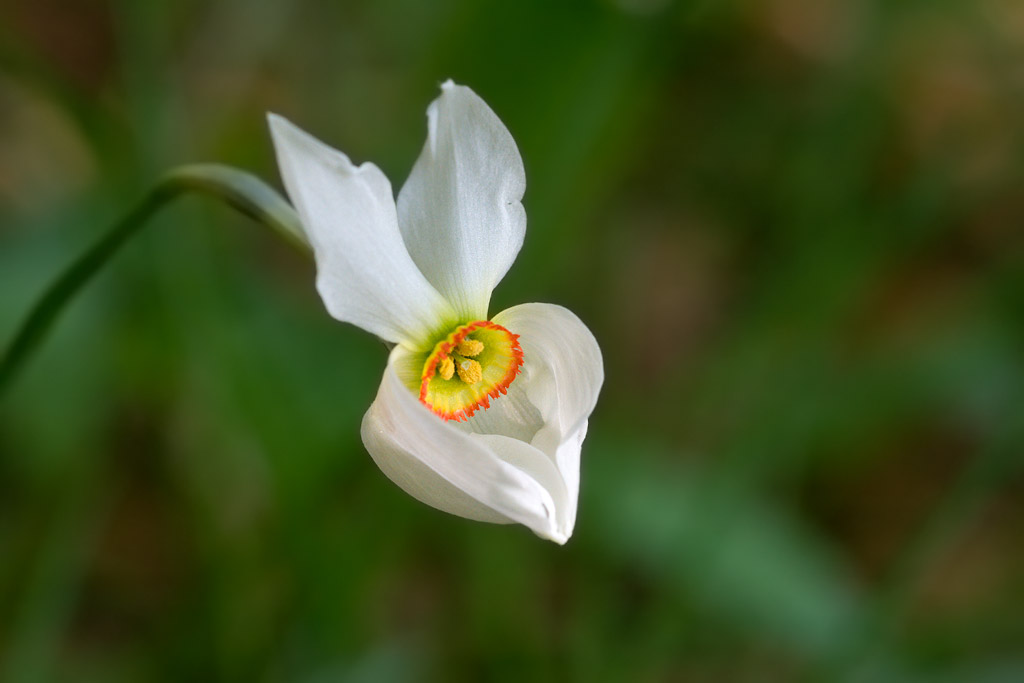 Narcisuss Poeticus del Monte Baldo