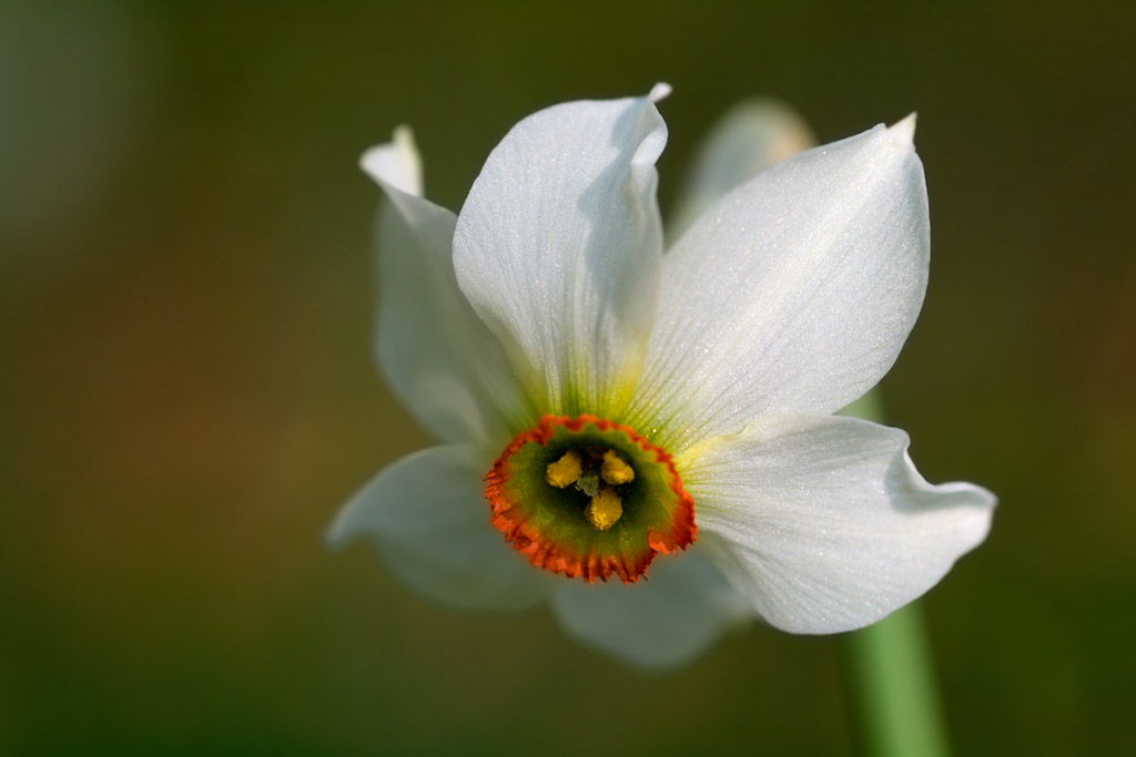 Narcisuss Poeticus del Monte Baldo