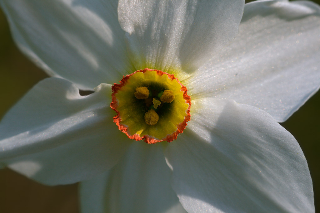 Narcisuss Poeticus del Monte Baldo