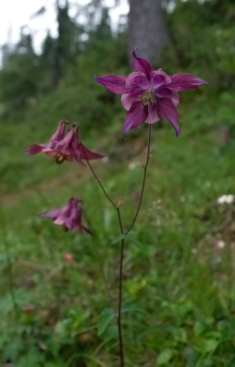 Aquilegia atrata