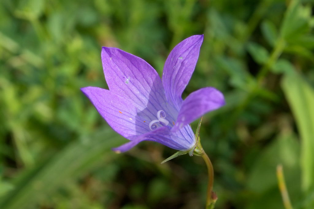 Campanula cfr. patula