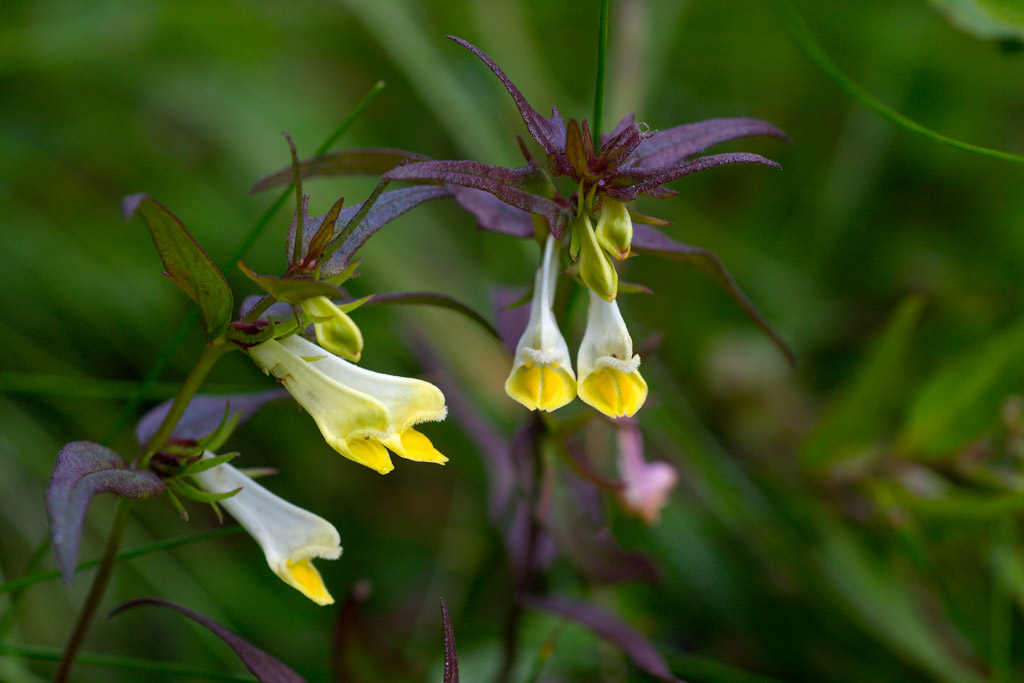 Minuscolo fiore Dolomitico : Melampyrum sp.