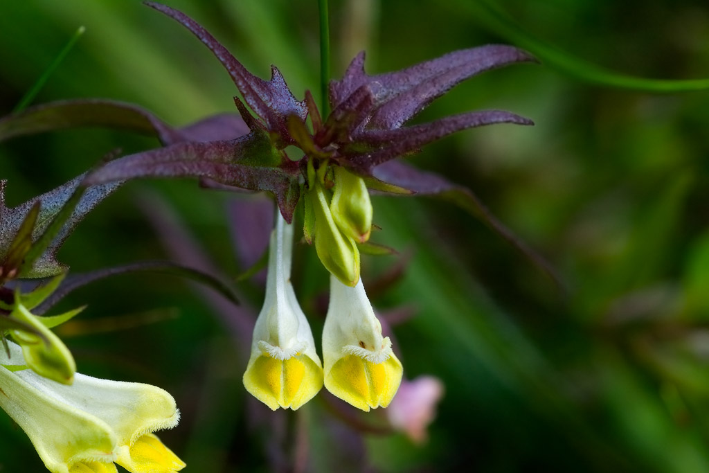 Minuscolo fiore Dolomitico : Melampyrum sp.