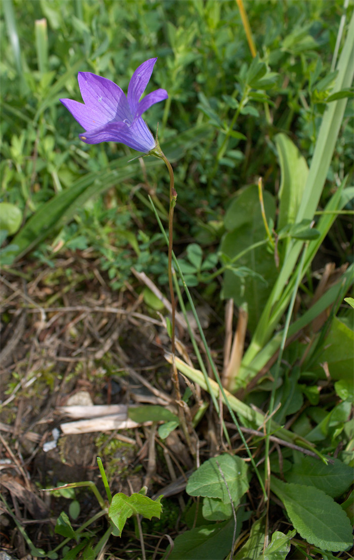 Campanula cfr. patula