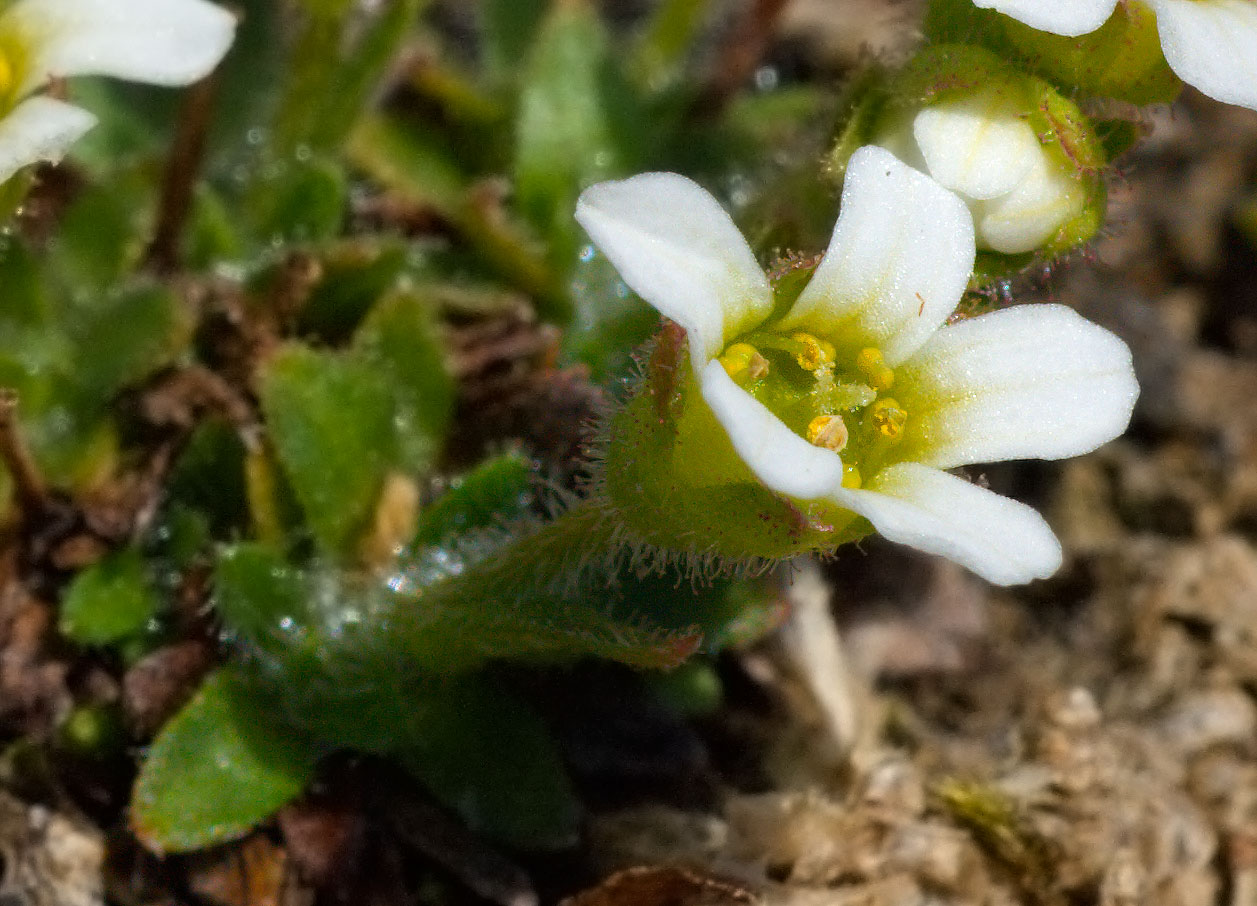 Saxifraga androsacea / Sassifraga rosulata