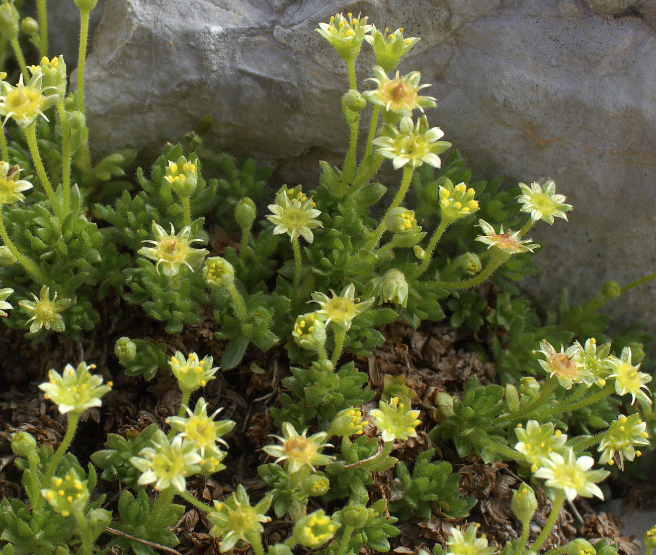 Saxifraga sedoides / Sassifraga setolosa