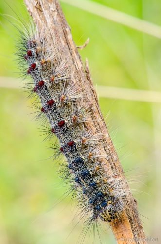 identificazione bruco