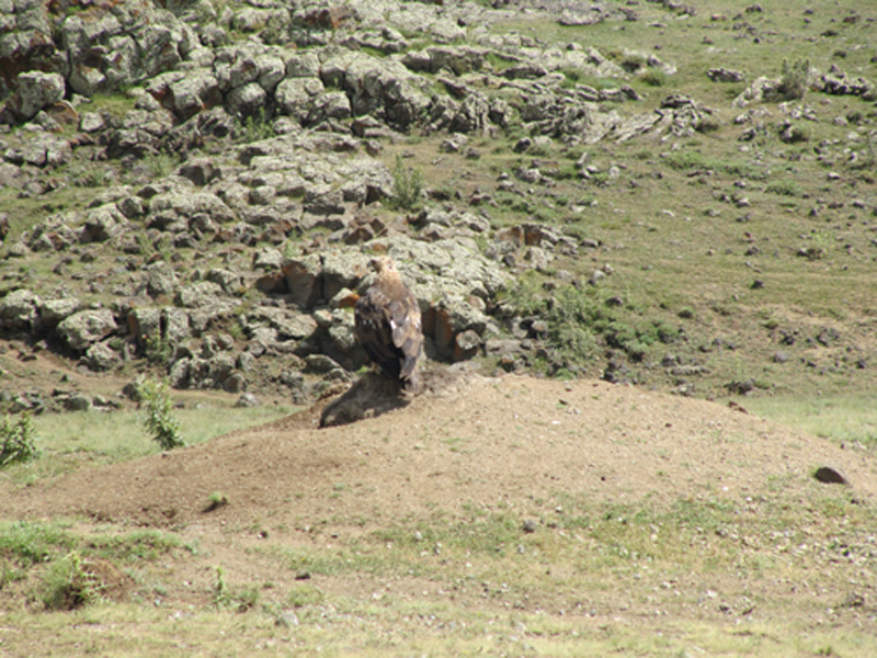 Turchia: Aquila Reale