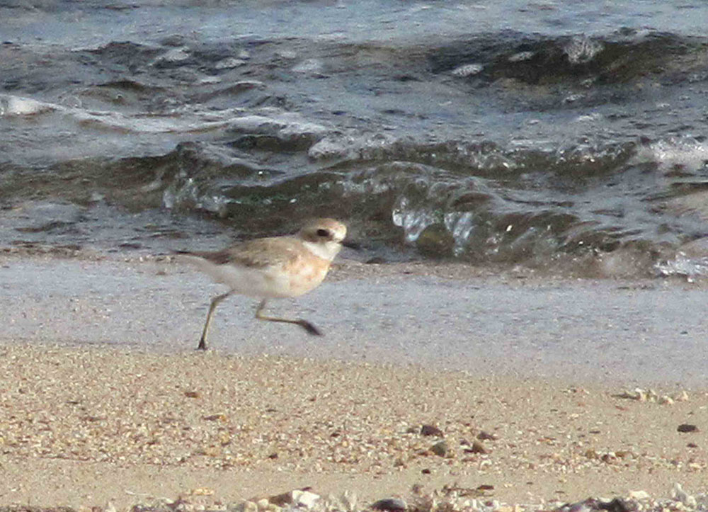 quale Charadrius ? mongolus o leschenaultii ?