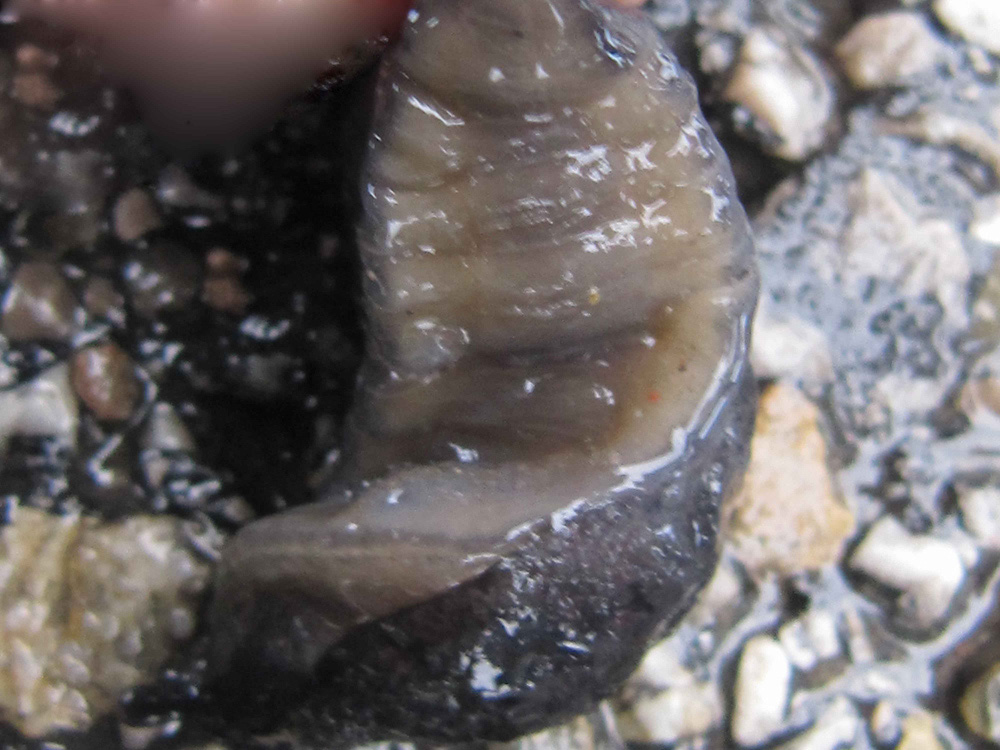 Identificazione Limax-  Primo individuo - foto 1