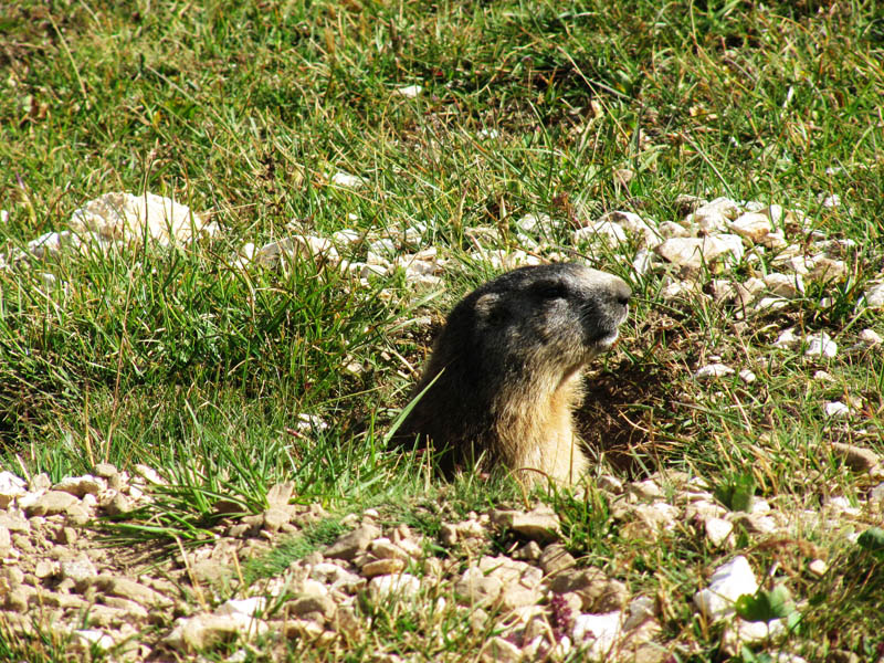 Marmotta - Dolomiti