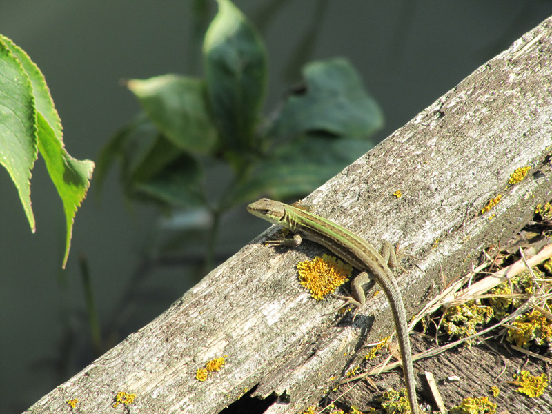 Identificazione: podarcis siculus campestris ?