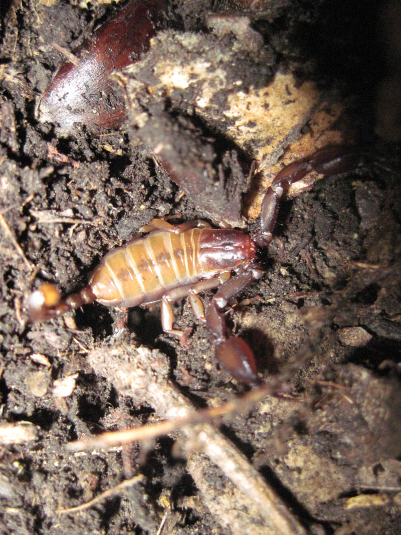 Euscorpius aquilejensis dai Colli Euganei