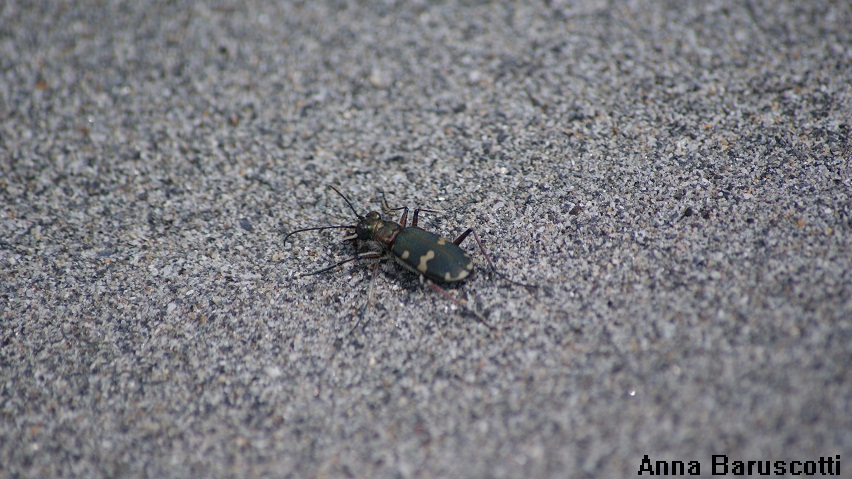 Cicindela svizzera: Cicindela hybrida ssp. transversalis