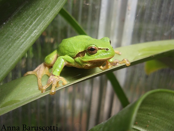 Raganella italica