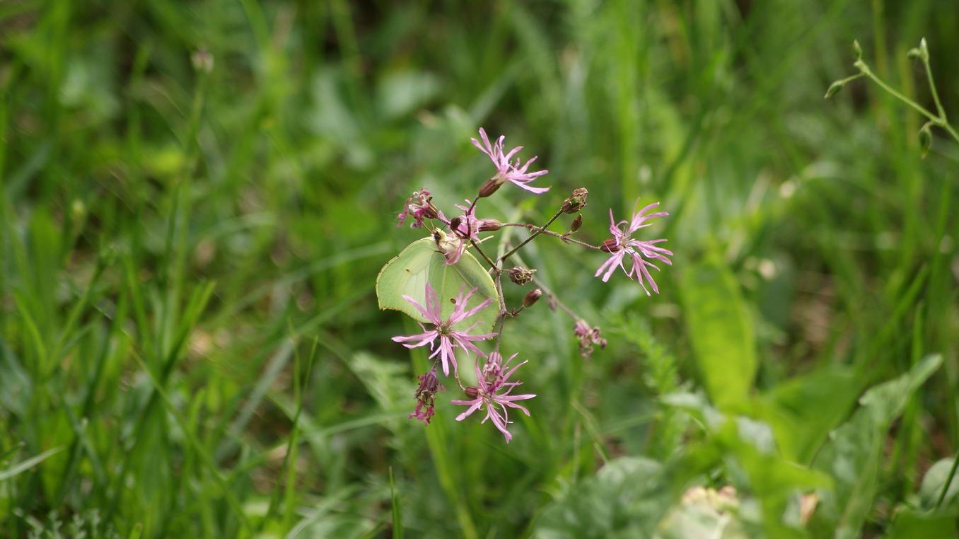 Qualche farfalla/falena da identificare