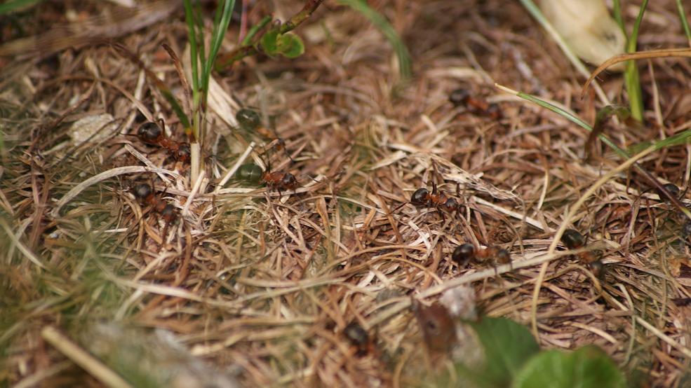 Formica cfr rufa  (Svizzera)