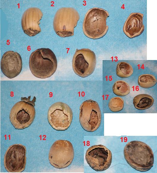 nocciole e noci da id.