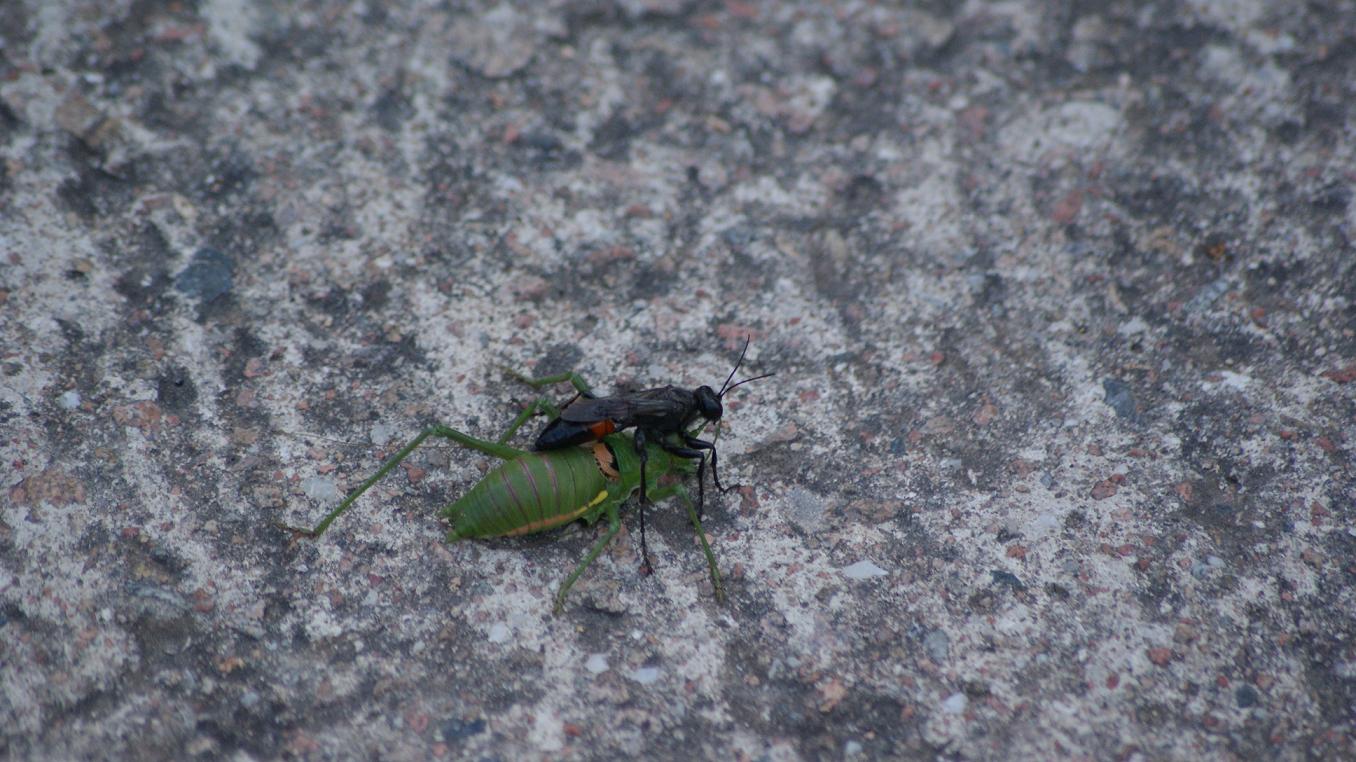 Sphex con preda (Bradiporidae)