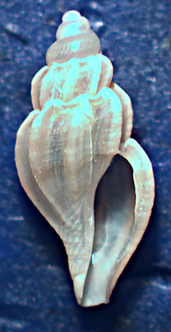 Mangelia da identificare